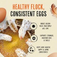 Supplément nutritionnel pour volailles OEM, poudre végétale naturelle, additif alimentaire pour poules pondeuses, alimentation quotidienne