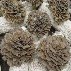 GMP Kosher gıda sınıfı polisakkarit Grifola Frondosa özü doğal Maitake mantar tozu davul ambalajında - Product Image 6