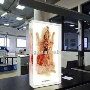 Rabbit Anatomy Baptist System para la enseñanza - Product Image 5