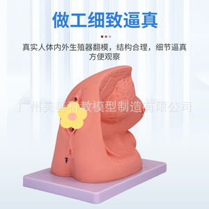 Formation simple au cathétérisme, démonstration et pratique de l'anatomie des organes génitaux internes et externes masculins et féminins ; Enseignement - Product Image 3