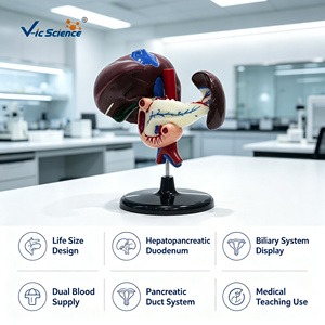Modelo Anatómico del Sistema Digestivo, Hígado, Páncreas, Duodeno, Tamaño Real, para Educación en Ciencias Médicas, CE ISO ROHS CNAS - Product Image 1
