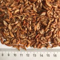 Gammarus séchées de g, pour poisson et tortue, crevettes séchées