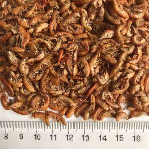 <span class=keywords><strong>Gammarus</strong></span> séchées de g, pour poisson et <span class=keywords><strong>tortue</strong></span>, crevettes séchées - Product Image 2