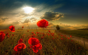 Paysage Tournesols Meilleur Vendeur Champ Naturel Art Floral Image Toile Peinture Impression En Gros Impression Numérique Personnalisée - Product Image 2
