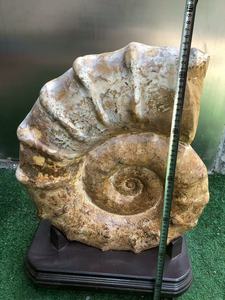 Bouclier naturel Ammonite Pièce ornementale Grand bouclier doré <span class=keywords><strong>Escargot</strong></span> <span class=keywords><strong>fossile</strong></span> Ancien spécimen biologique d'un <span class=keywords><strong>escargot</strong></span> <span class=keywords><strong>de</strong></span> <span class=keywords><strong>mer</strong></span> - Product Image 3