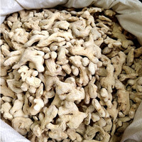 Vente directe des fournisseurs : gingembre rouge séché frais de Chine, goût épicé, pour les acheteurs de gingembre