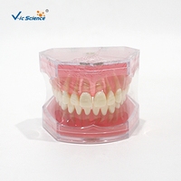 Modelo de Extracción Dental con 28 Dientes Removibles y Encías Suaves M7008 para Entrenamiento de Cirugía Oral, con Certificaciones CE, ISO, ROHS y CNAS