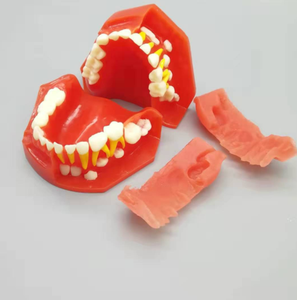 Modèle alternatif de développement buccal, 10 à 5 ans, dents permanentes, anatomie, médical, équipement d'éducation - Product Image 5