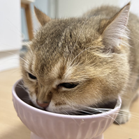 Makanan Kucing Kering 40% Daging Segar Vitamin Semua Usia Kandungan Protein Sesuai Pesanan Toko Hewan Peliharaan Online