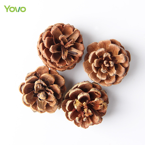 Piñas Secas al por Mayor, Piñas Secas Naturales para Decoración Navideña, Material para Hacer Jabones y Velas - Product Image 5