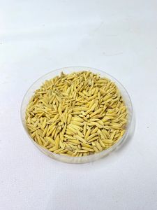 IPB 9 Garuda: Semillas de Arroz de Alto Rendimiento, Resistentes a las Enfermedades, Proveedor de Semillas Inteligentes para el Clima - Product Image 3