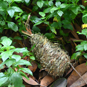 Nid d'oiseau tissé en herbe, taille moyenne, décoration de jardin faite à la main pour les oiseaux, origine Fujian - Product Image 3
