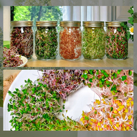 Pot à germination unique de 30 oz à large ouverture, germeur de graines décoratif d'intérieur et kit de germination de qualité supérieure