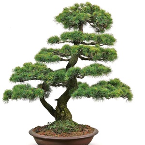 <span class=keywords><strong>Pinus</strong></span> parviflora siebold Bonsai nông nghiệp Sản phẩm đặc sản cây loài cho vườn nhà sử dụng - Product Image 5
