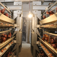 Cage d'élevage de poulets entièrement automatique à 3 niveaux de type H avec système de collecte automatique des œufs Machine d'alimentation télécommandée à économie de main-d 'œuvre