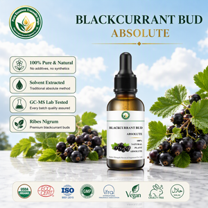 <span class=keywords><strong>Absoluto</strong></span> Natural de Capullo de Grosella Negra (Ribes Nigrum) para Perfumes, Cosméticos, Fragancias para el Hogar, Aromaterapia, Fabricación de Velas y Jabones - Product Image 1