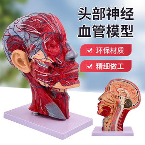 Human facial muscle, blood vessel and nerve anatomy model, sagittal section of the <b>head</b>, cosmetic, minimally invasive, medical - Product Image 1