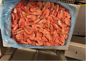 Langostinos Congelados <span class=keywords><strong>de</strong></span> Agua Fría <span class=keywords><strong>de</strong></span> Alta Calidad y Buen <span class=keywords><strong>Precio</strong></span> para Venta al por Mayor <span class=keywords><strong>de</strong></span> Kingsunfoods China - Product Image 5