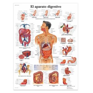 Pósteres de Anatomía Humana KyrenMed, Material de Lona 2D, Resistente a Desgarros, Sin Marco, Sin Adhesivo, para Enseñanza Médica - Product Image 3