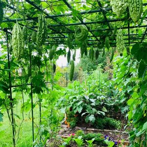 <span class=keywords><strong>Piquets</strong></span> <span class=keywords><strong>de</strong></span> jardin <span class=keywords><strong>en</strong></span> acier recouvert <span class=keywords><strong>de</strong></span> plastique pour soutenir les plantes grimpantes, <span class=keywords><strong>piquets</strong></span> pour <span class=keywords><strong>tomates</strong></span>, fournitures <span class=keywords><strong>de</strong></span> jardinage - Product Image 2