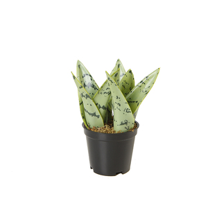 Plantes serpent artificielles de couleur verte, vente en gros, 300 CM, 14CM - Product Image 1