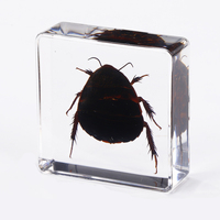 Spécimen de résine Résine Artisanat Arts Clair Décoratif Fantaisie Insectes Résine Blocs Articles Cadeaux Ambre avec Insecte À L'intérieur