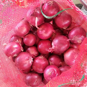 Tươi Vàng Lớn Hành Tây Container Hành Tây Các Nhà Sản Xuất Giá 1 Kg Nhà Cung Cấp Màu Đỏ Hành Tây Xuất Khẩu Tại Trung Quốc Giá - Product Image 4