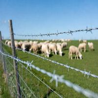 Alambre de Púas Galvanizado en Caliente de Alta Resistencia para Cercas Agrícolas, Ganado y Animales