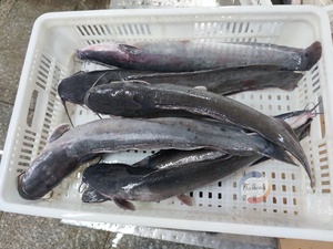 Pesce Gatto Gigante in Vendita, Vivo o Congelato, Dimensioni Grandi Oltre 10kg, Prezzo all'Ingrosso - Product Image 2