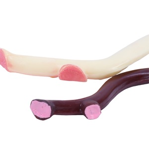 Modello Xuequan M-064 di Emasugatore per l'Insegnamento dell'Anatomia Biologica, Risorse per Esperimenti Educativi - Product Image 4