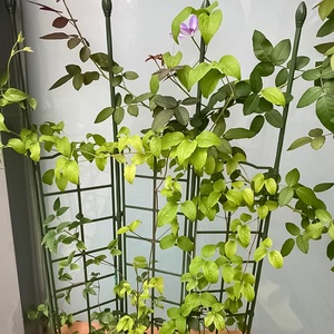 <span class=keywords><strong>Treillis</strong></span> extensible extra épais pour plantes grimpantes, support de plante suspendu, clôture de soutien pour plantes, support vertical pour plantes aériennes d'intérieur - Product Image 3