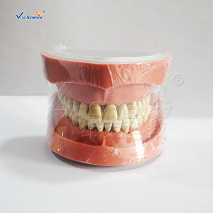 <span class=keywords><strong>Modelo</strong></span> de dientes <span class=keywords><strong>estándar</strong></span>, <span class=keywords><strong>modelo</strong></span> de dientes dentales Nissin chino para enseñanza médica, <span class=keywords><strong>modelo</strong></span> de enseñanza - Product Image 4