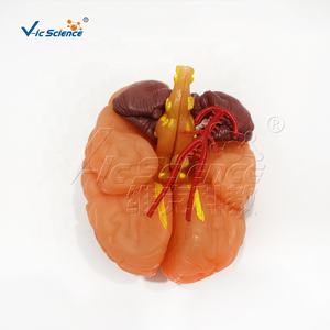 9パーツ自然サイズ解剖学的模型 人間の脳模型 新型脳模型 - Product Image 4