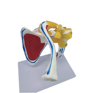 Modelo de Esqueleto de Articulación del <span class=keywords><strong>Hombro</strong></span> a Tamaño Real, Herramienta de Enseñanza de Anatomía de <span class=keywords><strong>Huesos</strong></span> y Músculos para Simulador de Entrenamiento Médico - Product Image 4