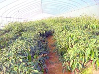 Serre agricole Tunnel Culture de tomates Structures de serres pour potager