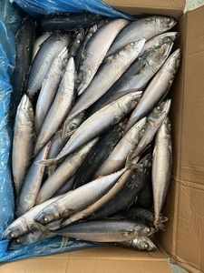 <span class=keywords><strong>Maquereau</strong></span> du Pacifique surgelé, poisson de mer durable, Scomber Japonicus, pêche fraîche directe de Chine, vente en gros - Product Image 6