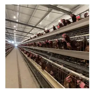 best quality semi-automatic business 30k-50k chicken cage on a large farm in Bangladesh