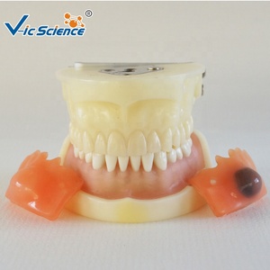 Modèle d'Enseignement des Sciences Médicales Modèle de Dents en Plastique Modèle de Dents Humaines pour l'Enseignement l'Étude la <span class=keywords><strong>Formation</strong></span> et la Pratique - Product Image 4