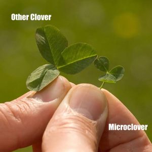 Micro pur <span class=keywords><strong>blanc</strong></span> pelouse herbe trèfle herbe <span class=keywords><strong>jardin</strong></span> truie 150 g sac paquet plante Kit truies pour la plantation ou la suspension pour les jardins domestiques - Product Image 4