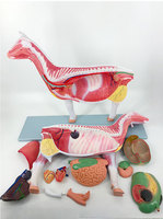 Modelo de Anatomía de Cabra de Fabricación Profesional, Modelo de Disección de Oveja y Cabra Desmontable con Músculos y Órganos para Educación Veterinaria