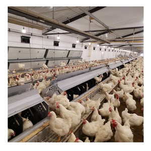 Breeder Farm Laying Hens Poultry Nest Chicken Nesting Box Layer Collector Automatic Egg Collection System Roll away