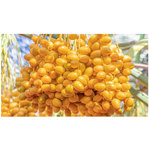 Premium Fresh Cairo Fresh Egyptian Barhi-2025 Dátiles Listo Exportación Bangladesh Mercado mayorista Dulzura natural de alta calidad - Product Image 1
