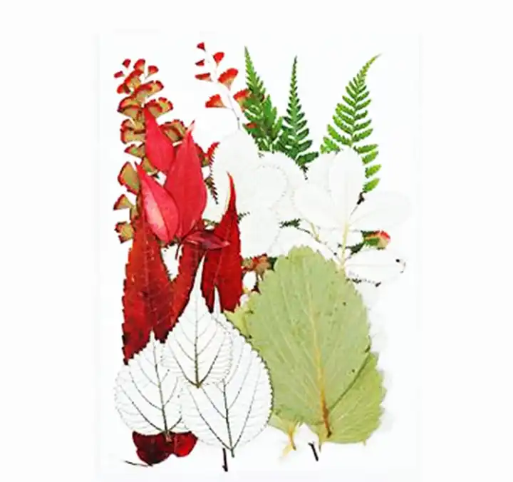 21 Pieces Natural Material Dried Pressed Leaves for for Resin Mini Handmade  Bookmarks Crafts Dried Greenery Assort Making