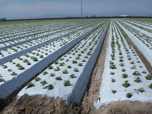 Mulching Biodegradable Agricultural Black Plastic <strong>Mulch</strong> <strong>Film</strong> PE Customized <strong>Mulch</strong> <strong>Film</strong>
