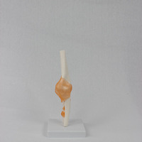 Articulation du coude humain avec ligaments, taille réelle, flexible, avec base pour l'affichage et l'interaction, CE/ISO