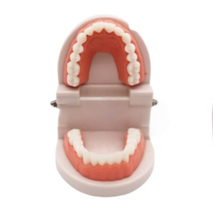 Vente en gros <span class=keywords><strong>de</strong></span> modèles dentaires standard TIANLIAN modèle dentaire en résine pour l'enseignement des dents <span class=keywords><strong>de</strong></span> <span class=keywords><strong>beauté</strong></span> modèle dentaire oral - Product Image 2