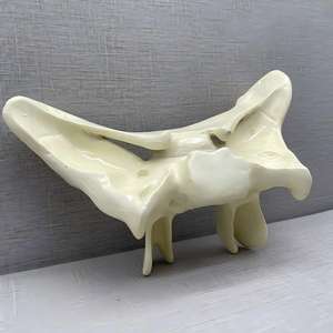 Modelo Anatómico Ampliado del Hueso Esfenoidal Humano - Herramienta de Enseñanza Anatómica para la Educación Médica - Product Image 5