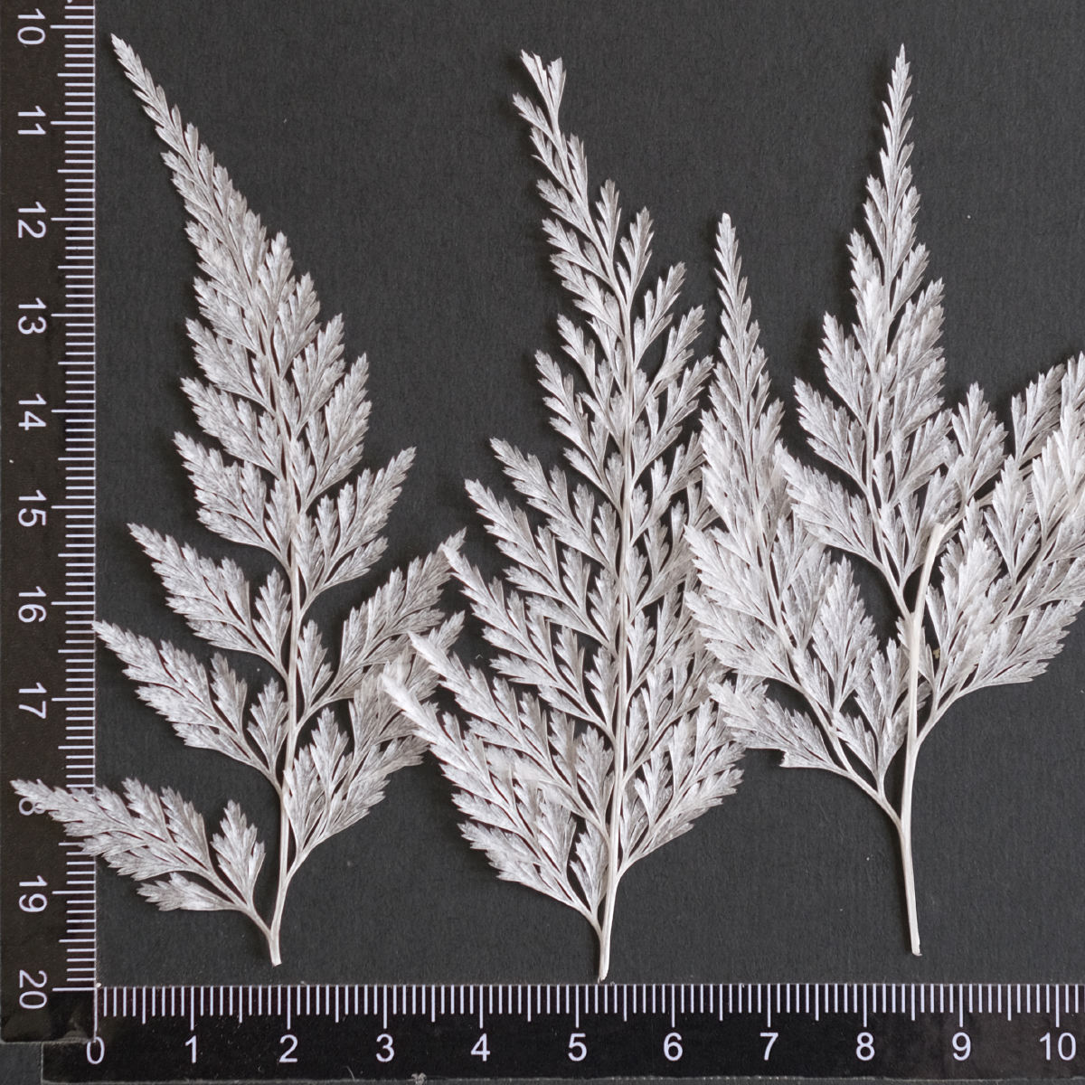 MH687 Lace Fern 7-10cm white 12pcs