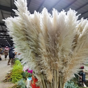 Moon Yu En gros Herbe de la <span class=keywords><strong>Pampa</strong></span> séchée volumineuse et moelleuse <span class=keywords><strong>beige</strong></span> crème, style Ins, écologique, décoration de Noël <span class=keywords><strong>pour</strong></span> vases, salon, style bohème - Product Image 2