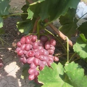 Uva roja sin semillas de temporada, pasas, fruta fresca crujiente y dulce, caja entera, venta al por mayor, pasas rojas de temporada cristalinas - Product Image 2